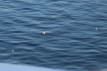 IMG_3275.JPG
